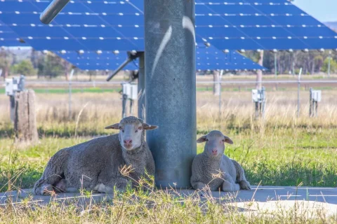 دست کشیدن Vic Grid از پروژهٔ انرژی تجدیدپذیر مرکزی شمال و آینده نامعلوم