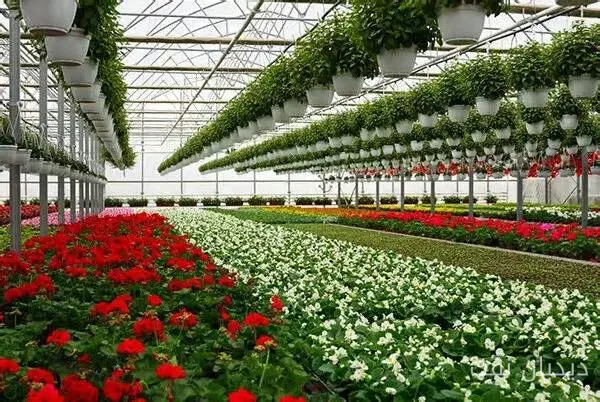 رئیس اتحادیه تولیدکنندگان گل و گیاه: ایران در تولید رتبه ۱۷ و در صادرات ۱۰۷ است