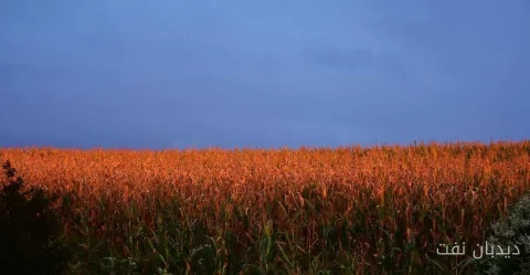 ذرت در آستانهٔ گزارش USDA، افزایش قیمت را تجربه می‌کند