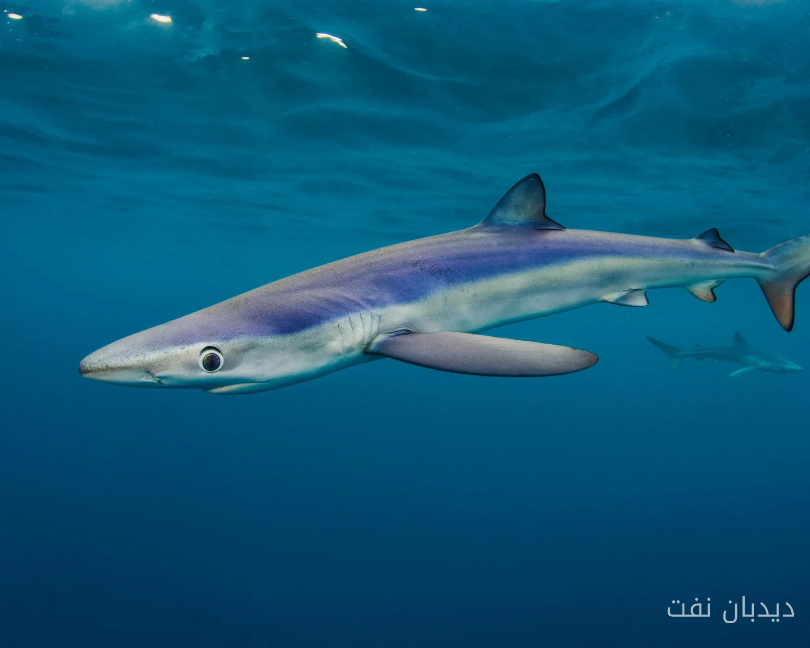 Ocean Wonders: The Unknown Secrets of Britain's Sharks