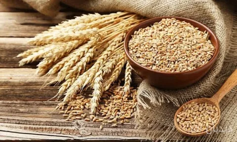 استرالیا در صدر صادرات جهانی جو در سال ۲۰۲۵ قرار گرفت
