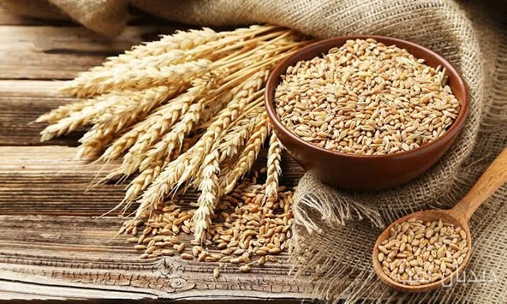 استرالیا در صدر صادرات جهانی جو در سال ۲۰۲۵ قرار گرفت